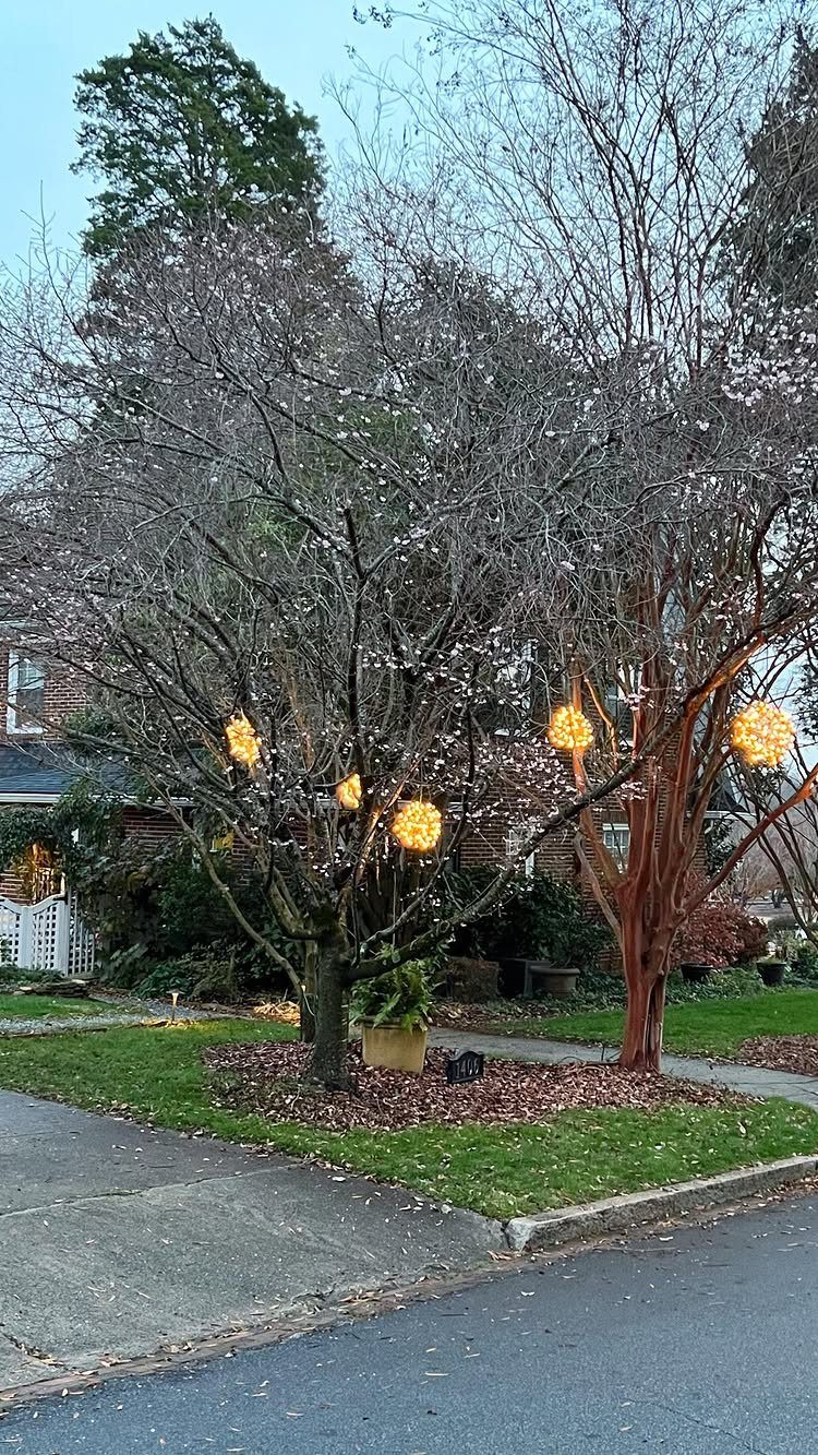 Glowing yellow light balls hanging from bare tree branches in a front yard.